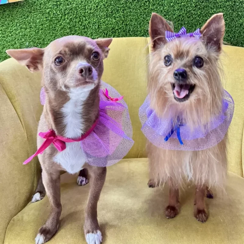 Charlottetheyorky