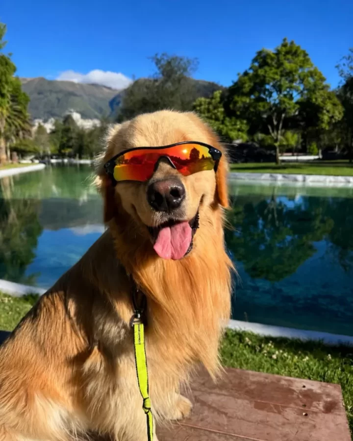 Patroclo el Golden Retriever