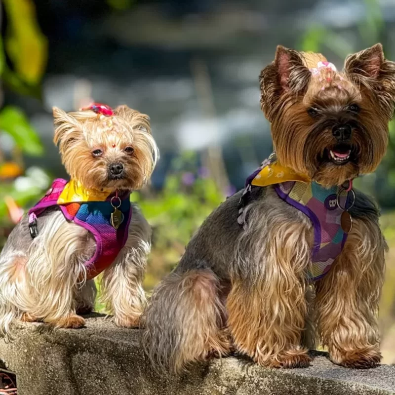 Yorkies Girls